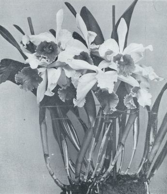 Onbekend, 1932, Onbekend, LAELIO-CATTLEYA CALLISTOGLOSSA VAN LAELIA CINNABARINAxCATTLEYA AUREA, VAN SYMPODIALE GROEIWIJZE