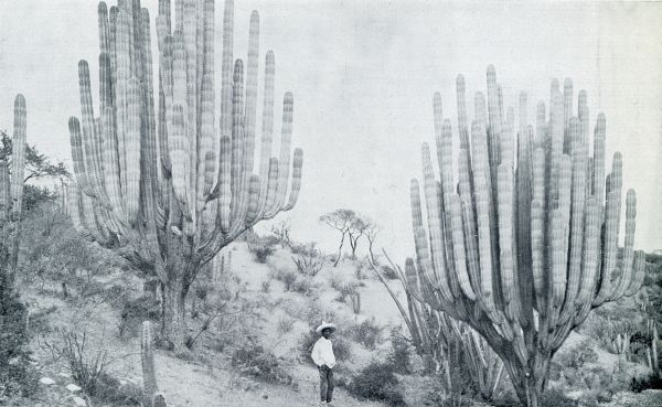 LANDSCHAP IN RIO GRANDE MET DEN REUSACHTIGEN KANDELAAR-CACTUS (CEREUS WEBERI)