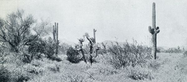 IN ZUIDELIJK ARIZONA VERHEFFEN ZICH DE REUZEN-CACTUSSEN (CERES GIGANTEUS)