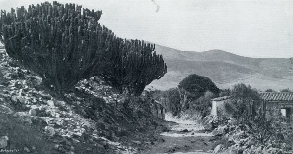 Onbekend, 1932, Onbekend, REUZEN-CACTUSSEN. DE ,,ORGANO OF ORGELPIJP-CACTUS (CEREUS MARGINATUS)