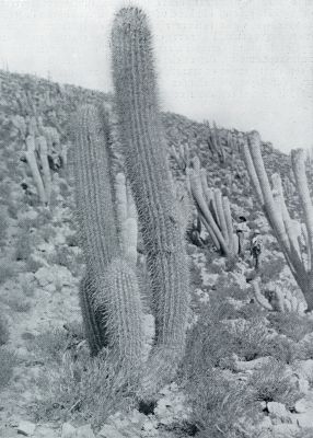 ONTZAGLIJKE OREOCEREUS CELSIANUS, DOOR DE STORMEN TEGEN DEN BERGWAND GEBOGEN.(DRIELANDEN-HOEK CHILI-ARGENTINI-BOLIVIA)