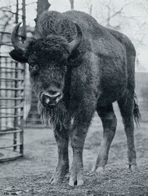 Onbekend, 1932, Onbekend, WISENTKALFJE IN ARTIS