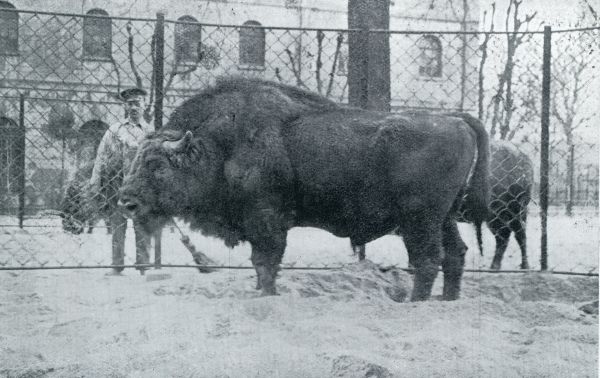 Onbekend, 1932, Onbekend, DE WISENTSTIER ,,SCHALJAPIEN VAN ARTIS