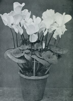 Onbekend, 1932, Onbekend, CYCLAMEN PERSICUM