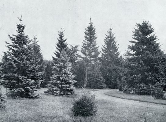 SCHOVENHORST 1848-1933. IN HET PINETUM, AANGELEGD IN 1904