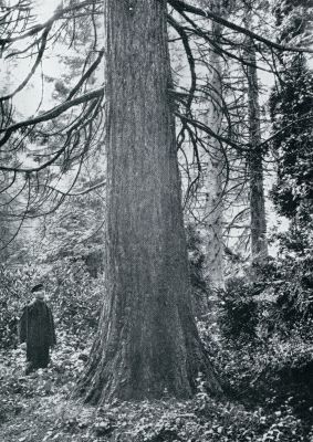 IN HET OUDE PINETUM. OP DEN VOORGROND EEN BIG TREE