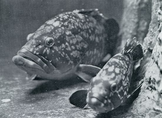 Aquarium du Muse Ocanographique de Monaco  Photo Barba - Proprite exclusive du Muse Ocanographique. MROU GANT (EPINEPHELUS GIGAS), EEN ROOFVISCH UIT DE MIDDELLANDSCHE ZEE