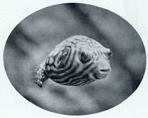 Onbekend, 1933, Onbekend, Aquarium du Muse Ocanographique de Monaco  Photo Barba  Proprit exclusive du Muse Ocanographique. HET KOGELVISCHJE (TETRODOU RETICULARIS), DAT ZICH BIJ GEVAAR OPBLAAST TOT EEN BOLLETJE, DAT ONSCHULDIG OP HET WATER DRIJFT {TROPISCH ZOETWATERVISCHJE')