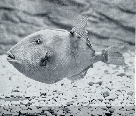 Onbekend, 1933, Onbekend, Aquarium du Muse Ocanographique de Monaco  Photo Barba  Proprit exclusive du Muse Ocanographique. DE VARKENSVISCH (BALISTES CAPRISCUS, PESCE PORCO), ZOO GENOEMD OM ZIJN VOORUITSTEKENDEN SNUIT. DEZE MIDDELLANDSCHE ZEE-VISCH HAPT MET ZIJN HARDE KAKEN ZELFS STUKKEN KORAAL AF