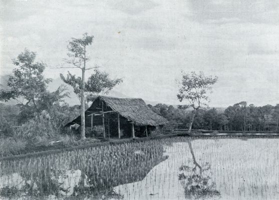 Indonesi, 1933, Onbekend, PAS OVERGEPLANTE RIJST-ZAAILINGEN OP DE SAWAH