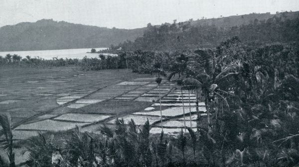 Indonesi, 1933, Onbekend, SAWAHS BIJ KAKAS AAN HET MEER VAN TONDANO. OP DEN ACHTERGROND HET LEMBEHANGEBERGTE MET RECHTS DE GOENOENG KAWENG