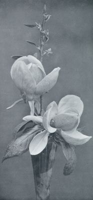 Onbekend, 1933, Onbekend, MAGNOLIA SOULANGEANA