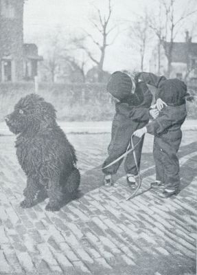 Onbekend, 1933, Onbekend, TIJDENS DE LAATSTE PREPARATIEVEN VOOR DE WANDELING LET WOOLA OP DE AUTO'S