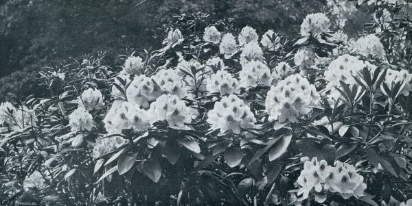 Onbekend, 1933, Onbekend, RHODODENDRONS MET EEN ACHTERGROND VAN OPGAAND HOUT