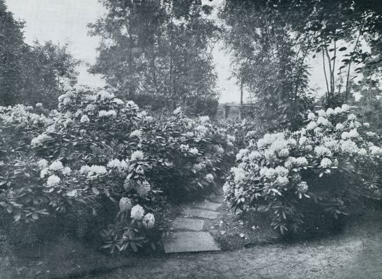 Onbekend, 1933, Onbekend, EEN WEELDE VAN RHODODENDRONS