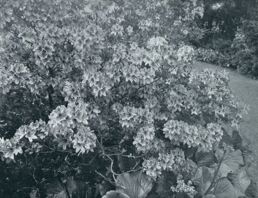 RHODODENDRON SISENSE