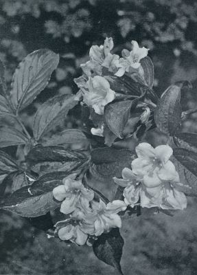 Onbekend, 1933, Onbekend, WEIGELIA DIERVILLEA ROSEA