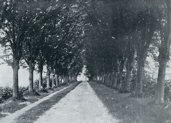 Zeeland, 1933, Noordgouwe, EEN LAAN BIJ NOORDGOUWE