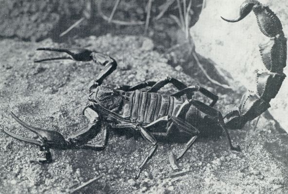 SCHORPIOENEN EN SPINNEN. DE ZWARTE SCHORPIOEN UIT PERZI EN ARABI (BUTHUS ARASSICANDA) IN DREIGENDE HOUDING, MET DEN GIFTSTEKEL OVER HET LICHAAM GEBOGEN