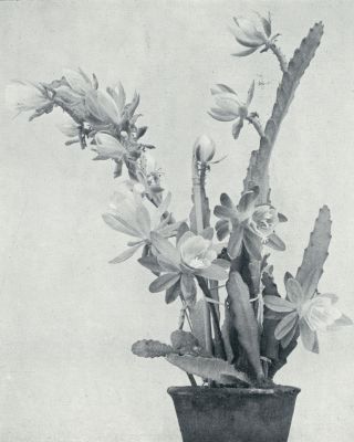 Onbekend, 1933, Onbekend, PHYLLOCACTUS ALATUS GLOIRE DE LORRAINE