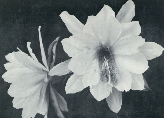 Onbekend, 1933, Onbekend, BLOEMEN VAN PHYLLOCACTUS MADLLE ROSE WEINGARTEN