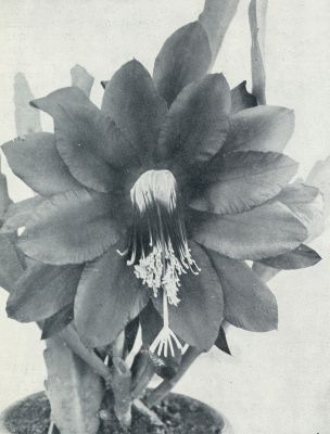 Onbekend, 1933, Onbekend, PHYLLOCACTUS SIR CHARLES DARRAH