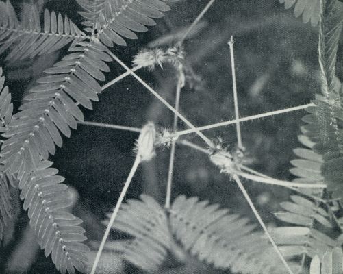 OVER BEWEGINGEN BIJ PLANTEN. MIMOSA PUDICA (KRUIDJE-ROER-ME-NIET)