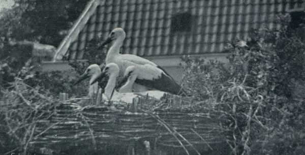 DE JONGE OOIEVAARS ZIEN DE WIJDE WERELD IN