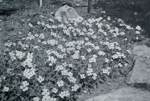 AUBRIETIA