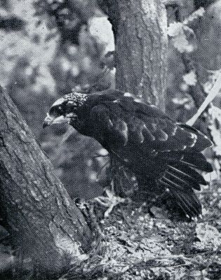 Onbekend, 1933, Onbekend, DE WESPENBUIZERD