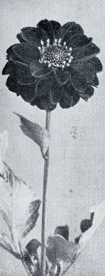 Onbekend, 1933, Onbekend, KLEINBLOEMIGE DAHLIA APOLDRO