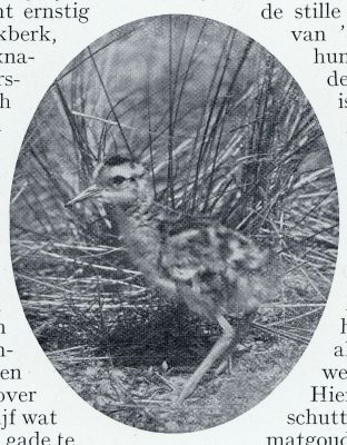 Onbekend, 1933, Onbekend, JONGE WULP