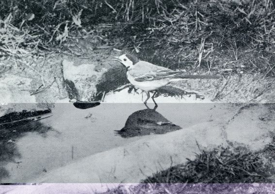 Onbekend, 1933, Onbekend, DE LENTEBODE VAN DEN LANDMAN, DE WITTE KWIKSTAART, NEEMT EEN BAD