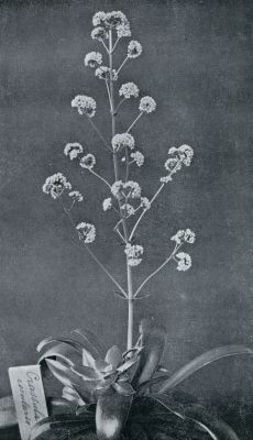 Onbekend, 1933, Onbekend, CRASSULA ROSULARIS