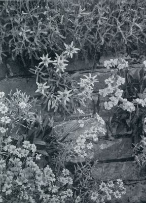 Onbekend, 1933, Onbekend, MIDDENIN LEONTOPODIUM ALPINUM (EDELWEISZ); RECHTS SILENE ZAWADSKYI, LINKS CERASTIUM TOMENTOSUM (SNOW IN SUMMER)