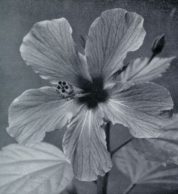 BLOEM VAN HET CHINEESCHE ROZENBOOMPJE