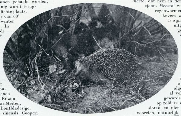 Onbekend, 1933, Onbekend, EEN EGEL OP JACHT