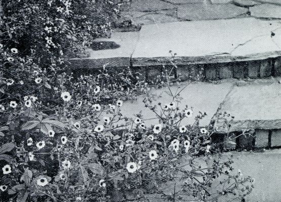 TRAP VAN FLAGSTONES MET POTENTILLA NEPALENSIS