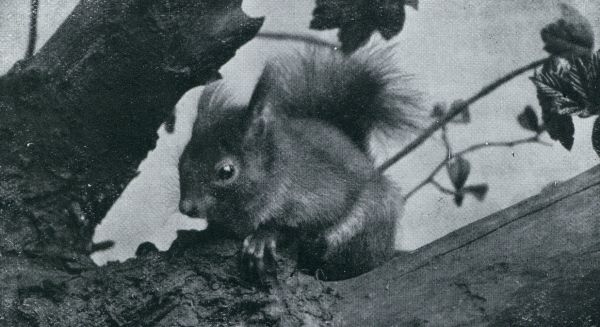 Onbekend, 1933, Onbekend, ZIJN STAART IS VOL, ZIJN HUID GLANST MET GRIJS-BLAUWEN WEERSCHIJN, AAN ZIJN OORTJES BEVINDEN ZICH MOOIE PLUIMPJES