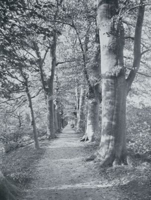 Onbekend, 1933, Onbekend, ZON IN DE BEUKENLAAN