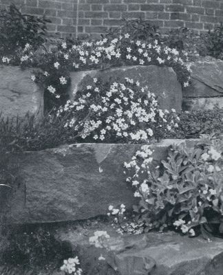 LITHOSPERMUM DIFFUSUM TUSSCHEN DE ROTSBLOKKEN