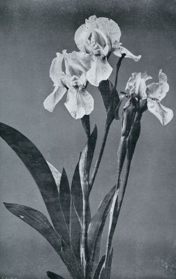 IRIS PUMILA