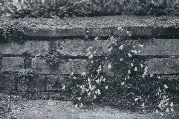 CAMPANULA COCHLEARIAEFOLIA IN EEN STAPELMUURTJE