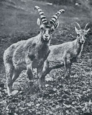 Zwitserland, 1933, Onbekend, STEENBOKKEN IN HET NATIONALPARK