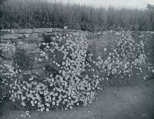 Onbekend, 1933, Onbekend, ANJERWEELDE IN DEN MUURTUIN