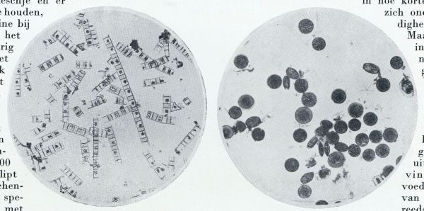 Onbekend, 1933, Onbekend, LINKS: LITHODESMIUM UNDULATUM, EEN DRADEN VORMENDE DIATOMEE UIT ONZE WADDENZEE; RECHTS: COSCINODISCUS BICONICUS, EEN SCHIJFVORMIGE DIATOMEE, DIE O.A. IN GROOTE HOEVEELHEDEN DE V.M. ZUIDERZEE BEVOLKTE