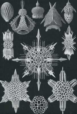 Onbekend, 1933, Onbekend, KIEZELSKELETJ ES VAN RADIOLARIN, KLEINE N-CELLIGE WEZENTJES UIT HET PLANKTON. 400  600 X VERGROOT