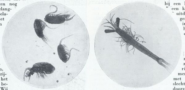 LINKS: COPEPODEN UIT HET PLANKTON, EURYTEMORA HIRUNDOIDES; RECHTS: EEN AASGARNAALTJE UIT ONS PLANKTON MET OP LANGE STELEN STAANDE OOGEN, REEDS BESCHREVEN DOOR DEN 18E EEUWSCHEN NEDERLANDSCHEN ZOLOOG SLABBER EN DAAROM MACROPSIS SLABBERI GENAAMD