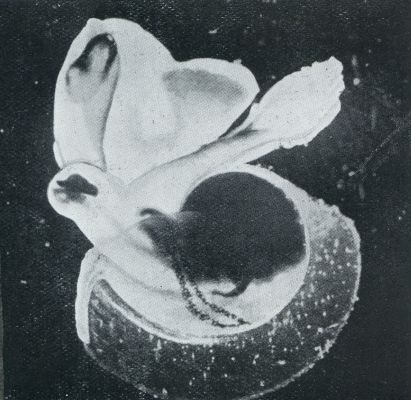 Onbekend, 1933, Onbekend, Het vrij in zee zwemmende slakje ATLANTA PERONII (ONGEVEER 7 X VERGROOT)