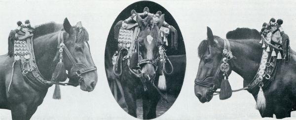 Onbekend, 1933, Onbekend, PAARDEN MET LIMBURGSCHE TUIGAGE